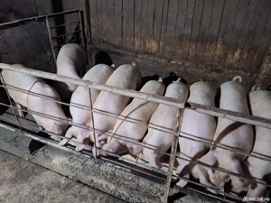 Vând șoldani crescuți în gospodărie  - imagine 3