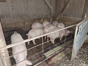 Vând șoldani crescuți în gospodărie 