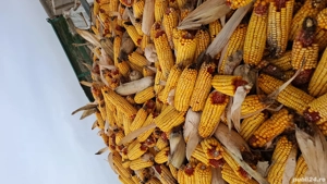 Vand viței și tauri - imagine 3