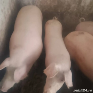  Vand porci intre 50-130 kg  - imagine 2