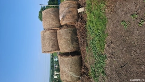 Vand viței și tauri - imagine 7