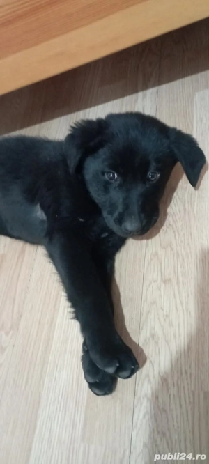 Labrador Retriever 3 luni - imagine 3