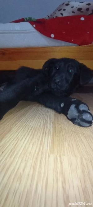 Labrador Retriever 3 luni - imagine 7
