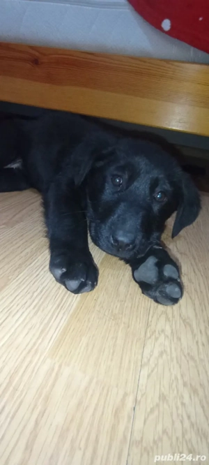 Labrador Retriever 3 luni - imagine 5
