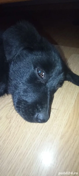 Labrador Retriever Negru 3 luni - 100 RON Ultima oferta