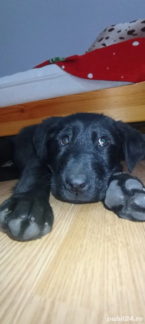 Labrador Retriever 3 luni - imagine 4