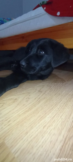 Labrador Retriever 3 luni - imagine 2