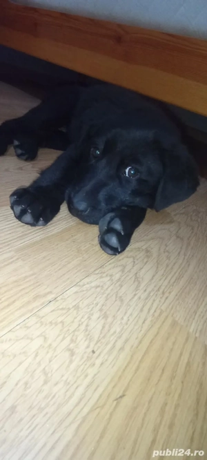 Labrador Retriever 3 luni - imagine 6
