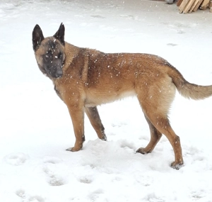 Vând câine ciobănesc belgian malinois