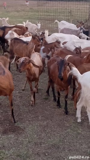 Capre de vânzare  - imagine 4