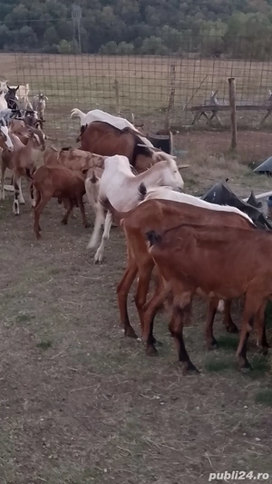 Capre de vânzare  - imagine 5