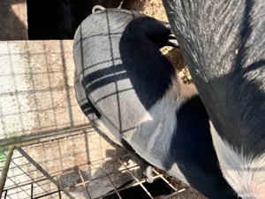 De vânzare purcei bazna  - imagine 2