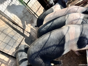 De vânzare purcei bazna  - imagine 4