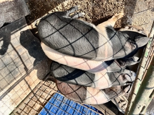 De vânzare purcei bazna  - imagine 3