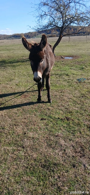 Vind măgar,mascul  - imagine 3