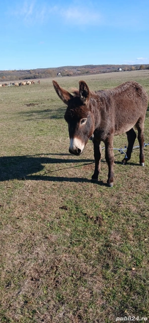 Vind măgar,mascul 