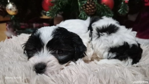 Shih tzu 3 luni  - imagine 4