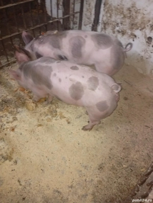 Sondani de vanzare petrean belgian  - imagine 2