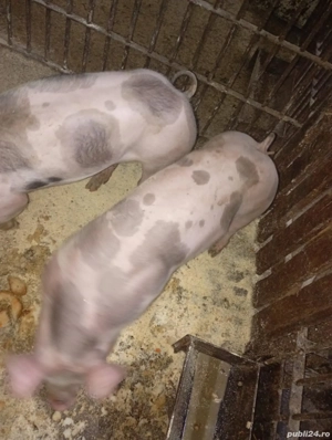 Sondani de vanzare petrean belgian 