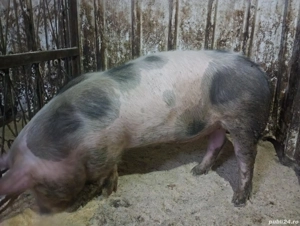 Sondani de vanzare petrean belgian  - imagine 3