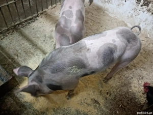 Sondani de vanzare petrean belgian  - imagine 4