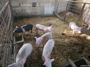 Purcei de vânzare  - imagine 4