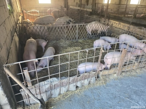 Purcei de vânzare  - imagine 3