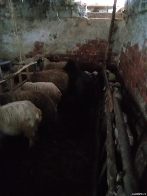 Oi fătătoare de vanzare - imagine 3