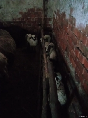 Oi fătătoare de vanzare - imagine 2