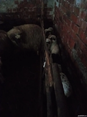 Oi fătătoare de vanzare