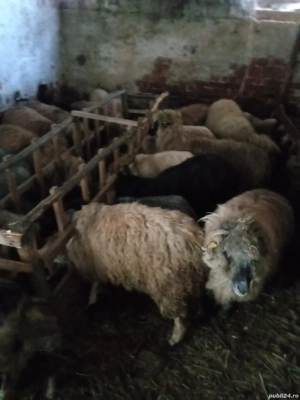 Oi fătătoare de vanzare - imagine 5
