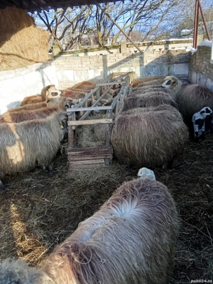 Oi fătătoare de vanzare - imagine 4