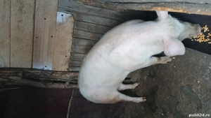 Purcica landrace de reproductie sau tinut