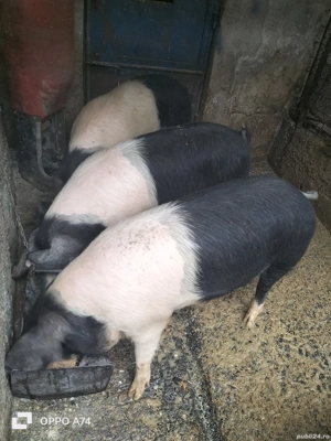 Scrofițe BAZNA 100% !!! Și mascuri, mai mari, mai mici, totul la alegere!!! - imagine 2