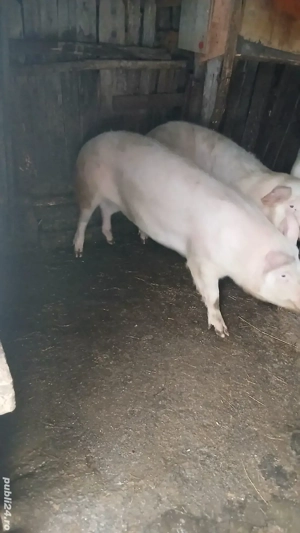 Purcica landrace de reproductie sau tinut - imagine 3