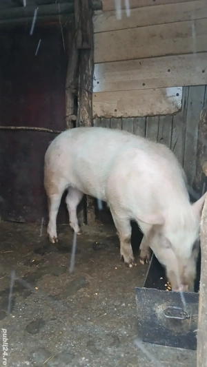 Purcica landrace de reproductie sau tinut - imagine 2