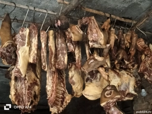 Scrofițe BAZNA 100% !!! Și mascuri, mai mari, mai mici, totul la alegere!!! - imagine 3