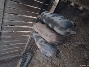 Vând grasuni 40 kg. - imagine 3