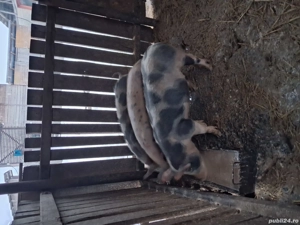 Vând grasuni 40 kg. - imagine 4