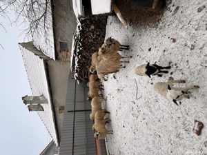 Vând oi 11 bucăți dintre care 4 sunt fătate și două trebuie să fete  - imagine 3