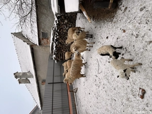 Vând oi 11 bucăți dintre care 4 sunt fătate și două trebuie să fete 