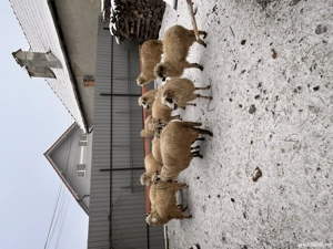 Vând oi 11 bucăți dintre care 4 sunt fătate și două trebuie să fete  - imagine 4