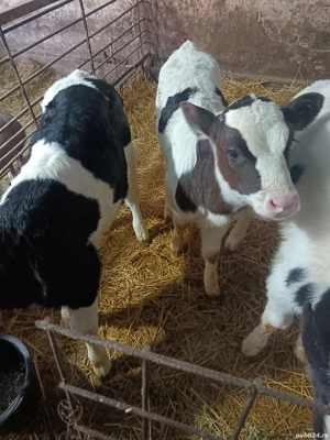 viței de vânzare  - imagine 2