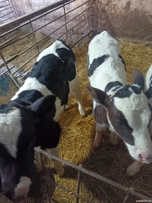 viței de vânzare  - imagine 3