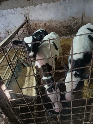 viței de vânzare  - imagine 5