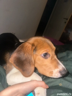 beagle de vanzare  - imagine 3