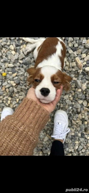 Cavalier King femele  - imagine 2