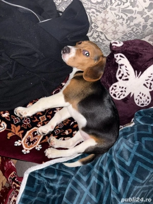 beagle de vanzare  - imagine 5