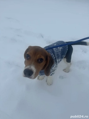 beagle de vanzare 