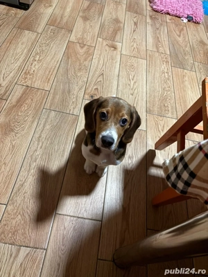 beagle de vanzare  - imagine 4